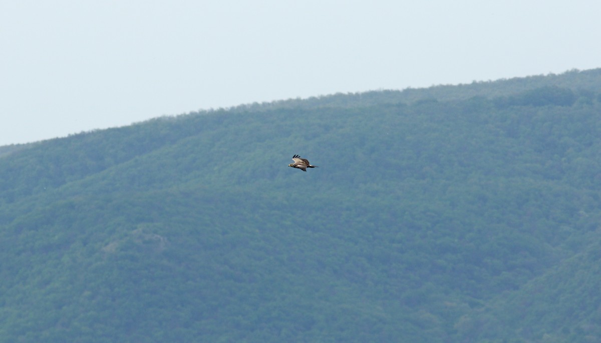 Lesser Spotted Eagle - ML619718044