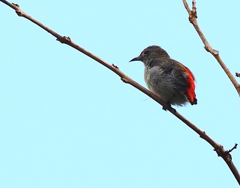 Scarlet-backed Flowerpecker - ML619718047