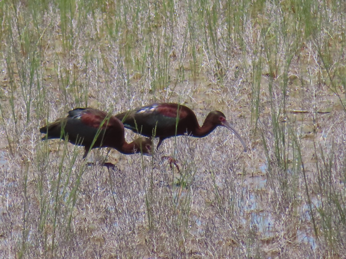 White-faced Ibis - ML619718060