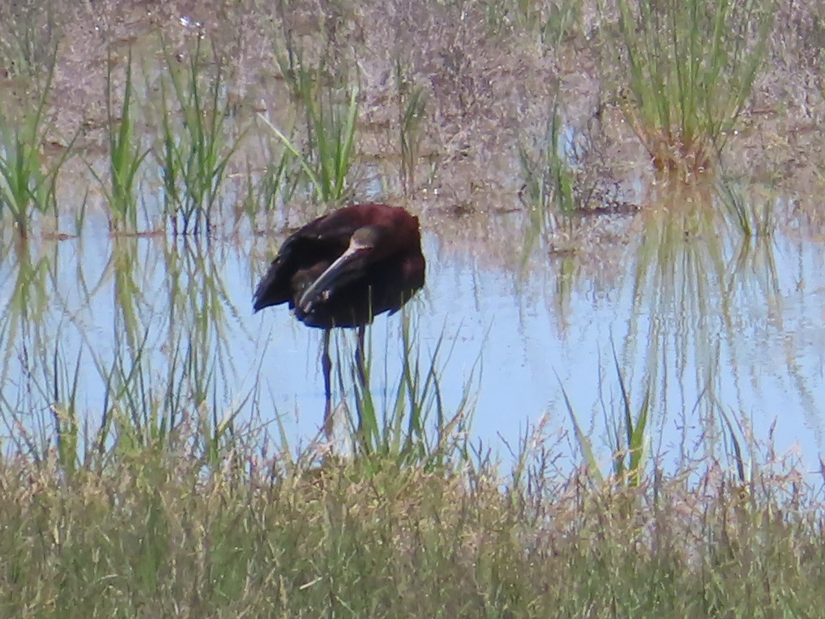 Ibis à face blanche - ML619718062