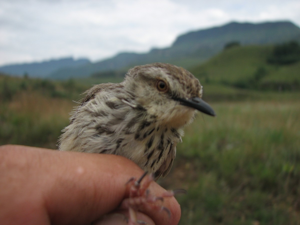 Prinia du Drakensberg - ML619718070