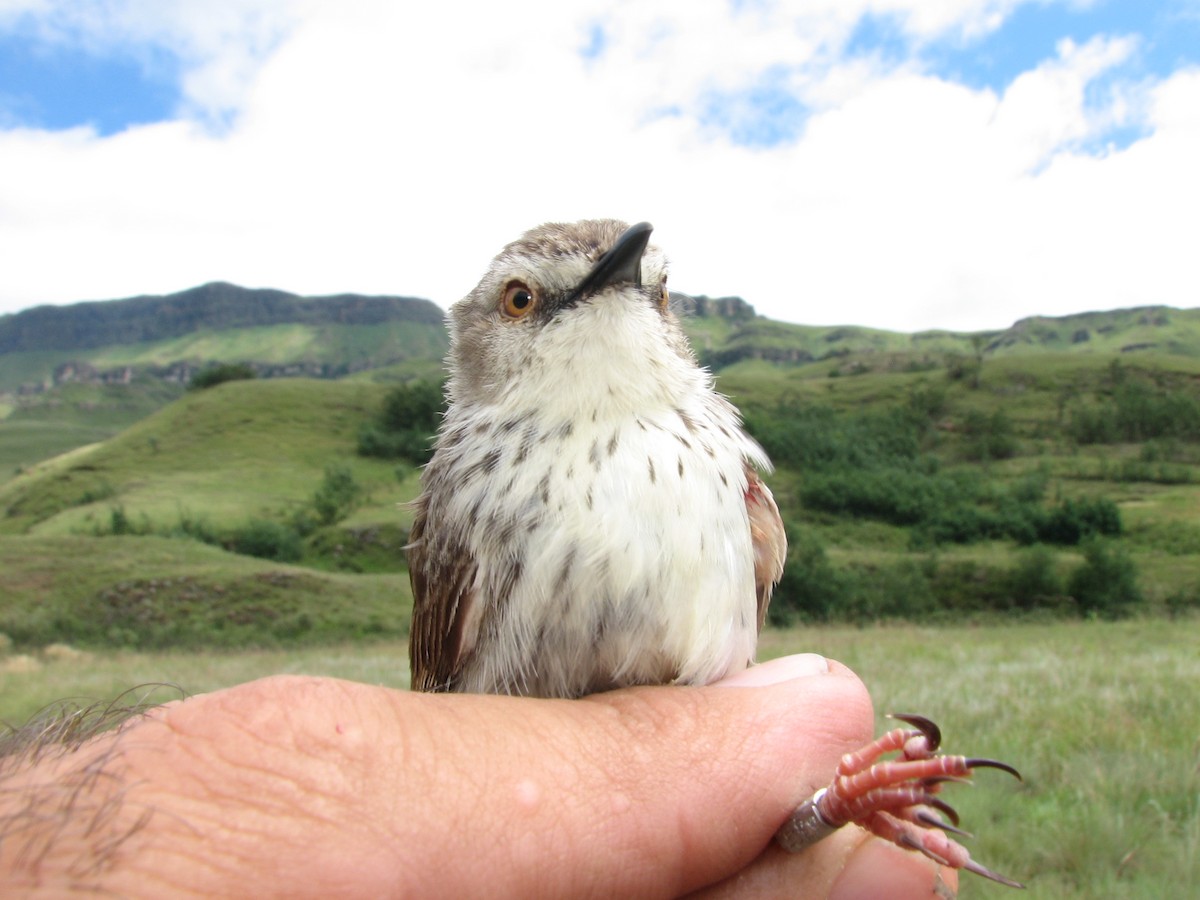 Prinia du Drakensberg - ML619718079