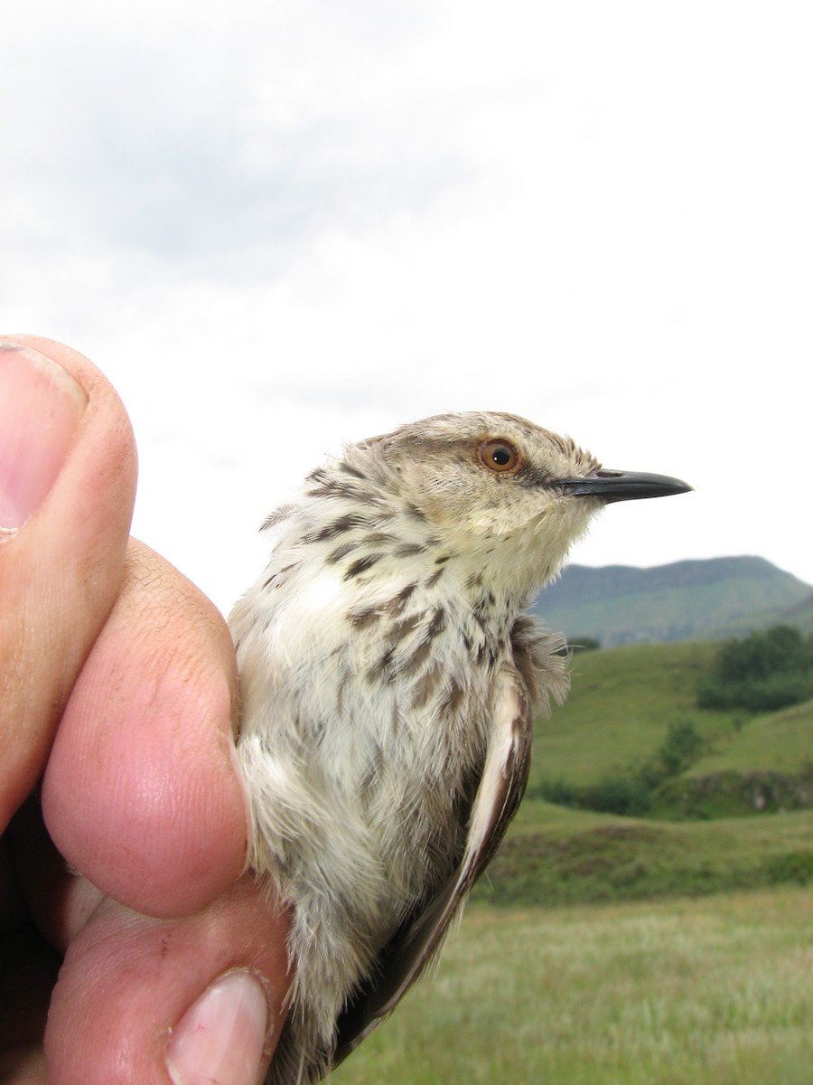 Drakensberg Prinia - ML619718082