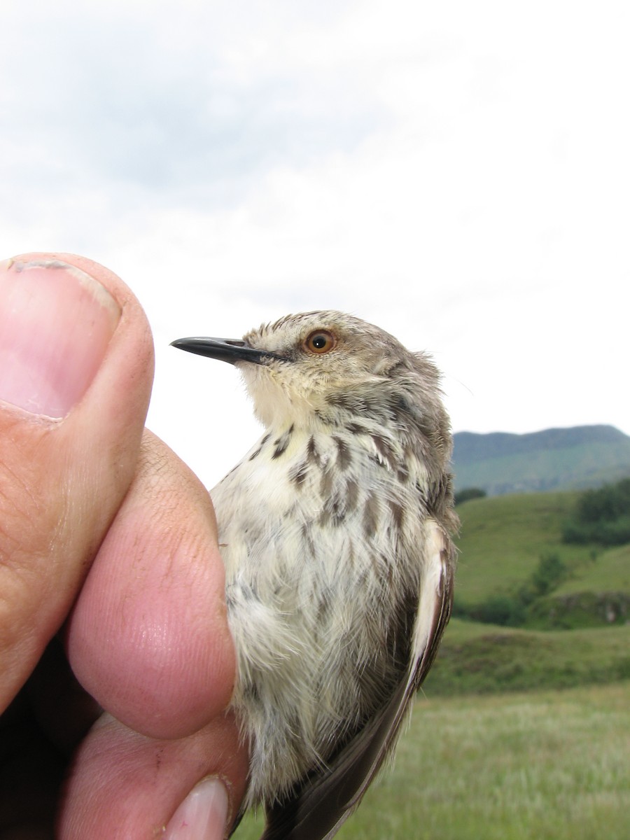 Drakensberg Prinia - ML619718083