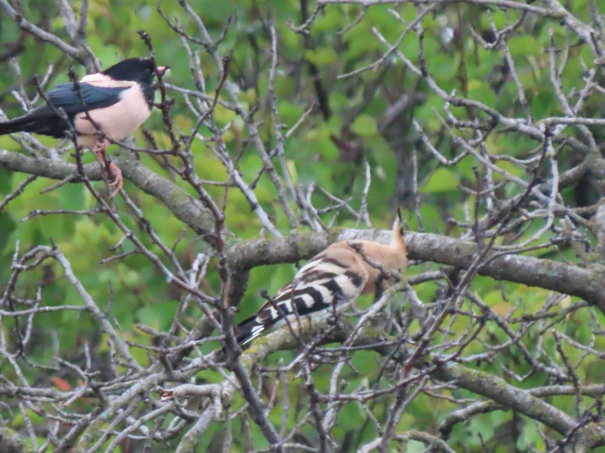 Rosy Starling - ML619718087