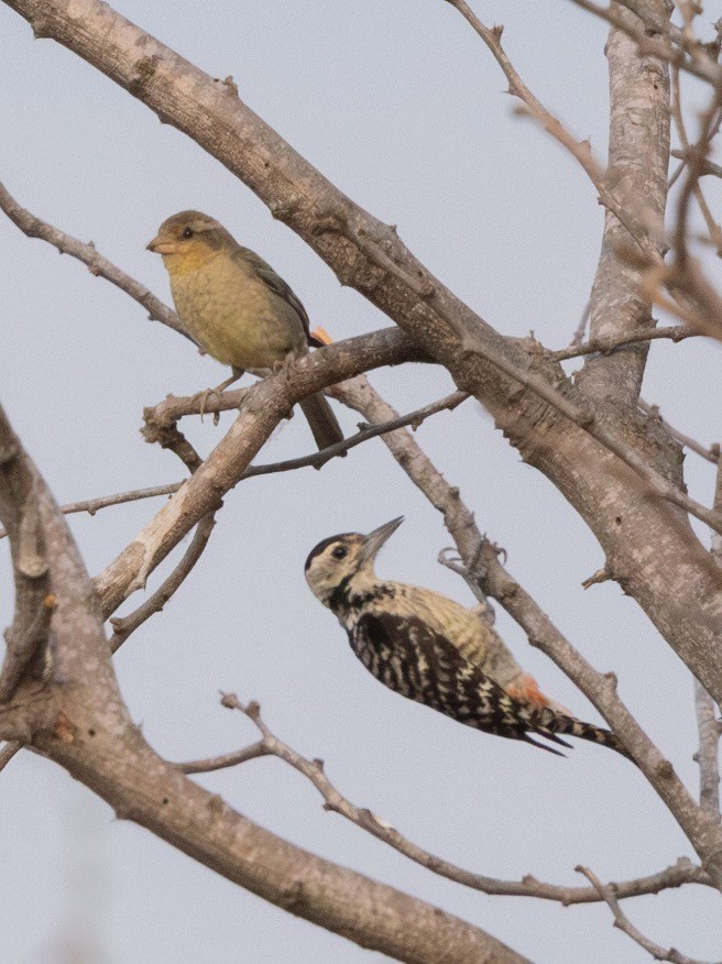 Plain-backed Sparrow - ML619718113