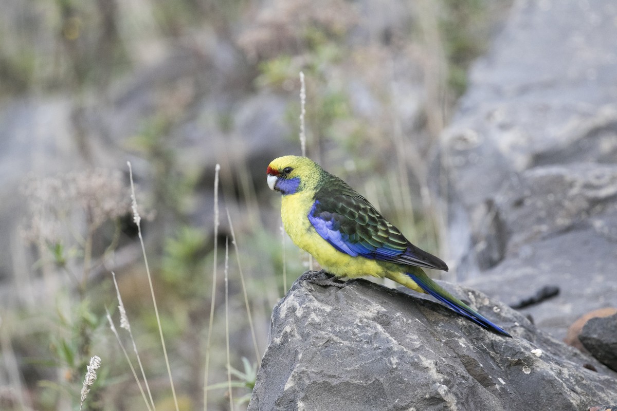 Green Rosella - ML619718124