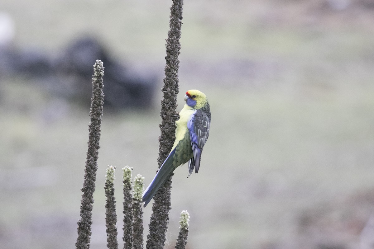 Green Rosella - ML619718126