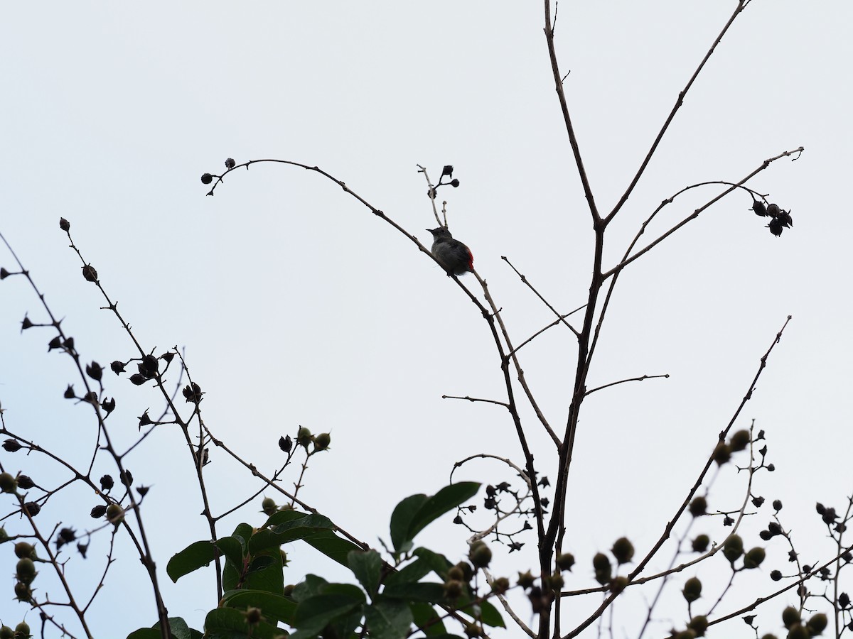 Scarlet-backed Flowerpecker - ML619718139