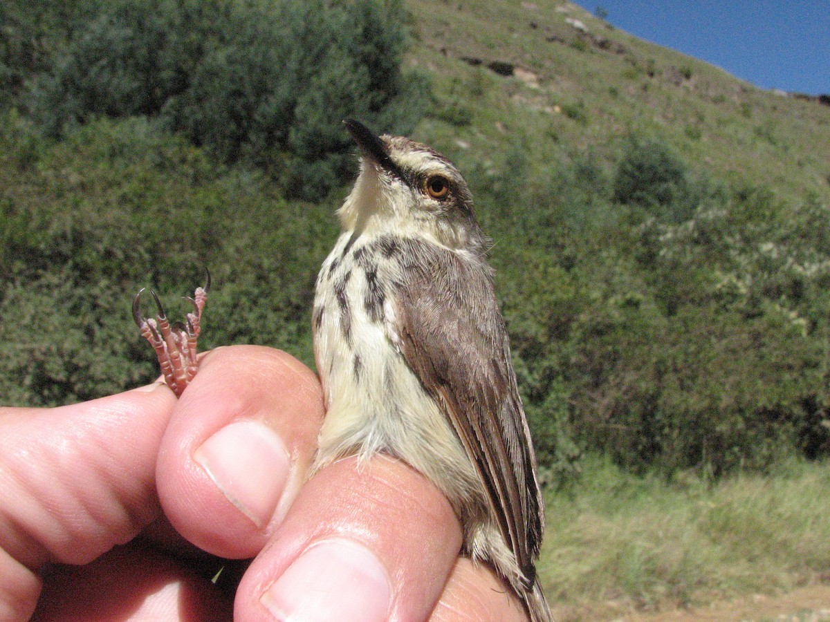 Drakensberg Prinia - ML619718184