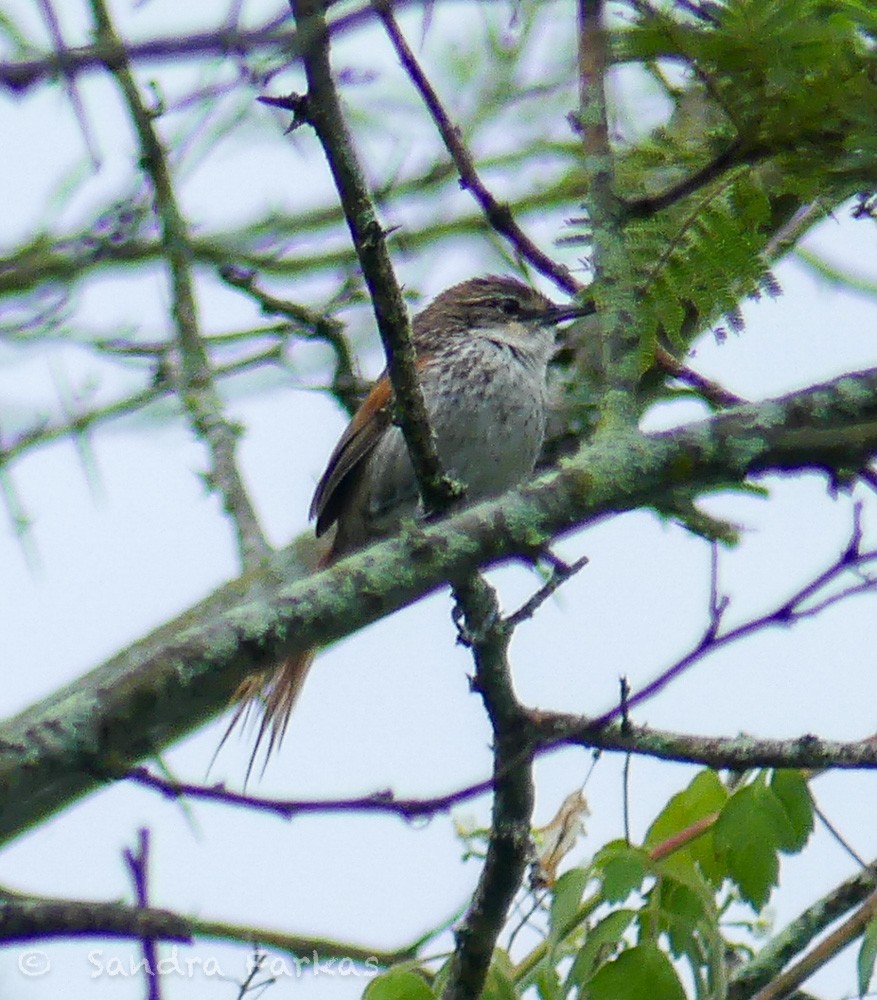 Chinchipe Spinetail - ML619718311