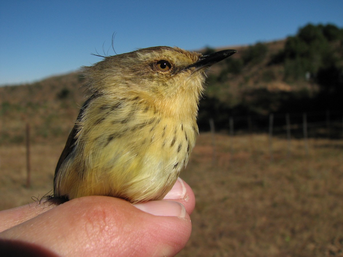 Prinia du Drakensberg - ML619718321