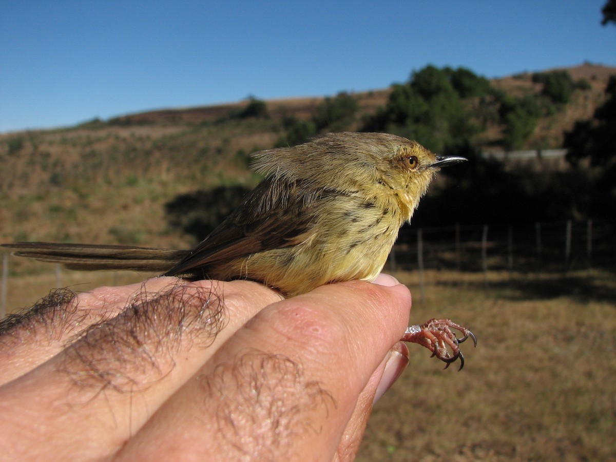 Drakensberg Prinia - ML619718326