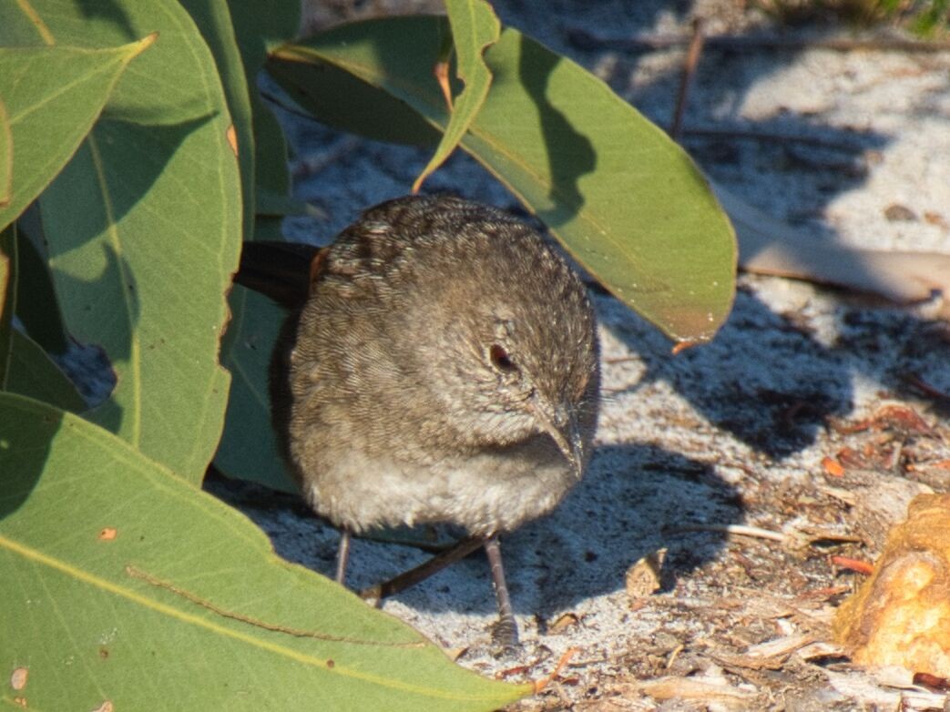 Western Bristlebird - Mark Pronger