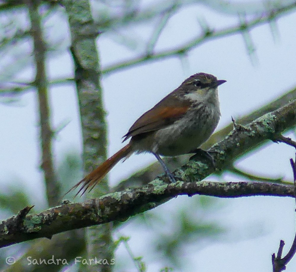 Chinchipe Spinetail - ML619718343