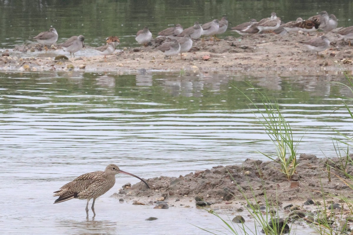 Far Eastern Curlew - ML619718350