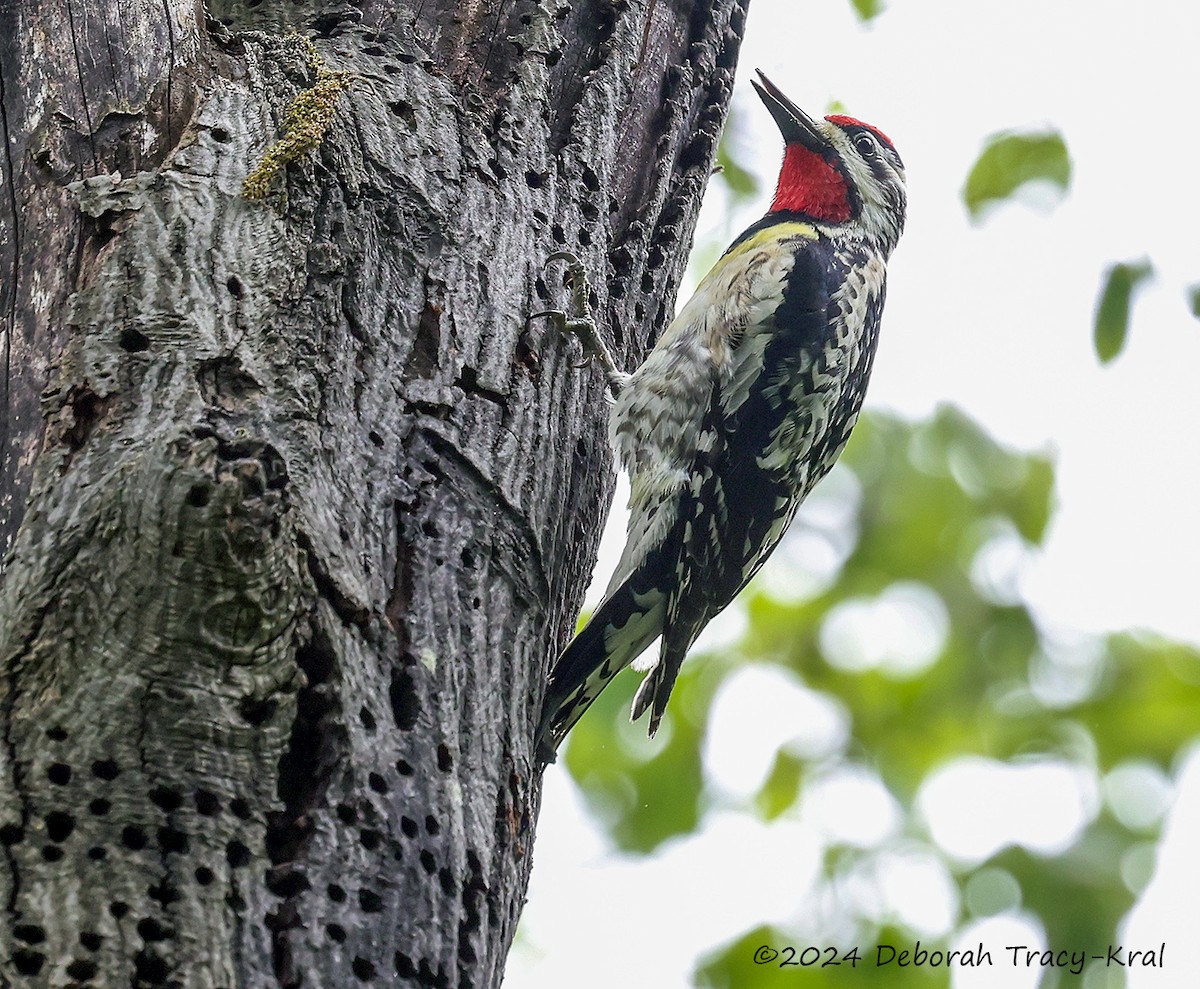 Yellow-bellied Sapsucker - ML619718356