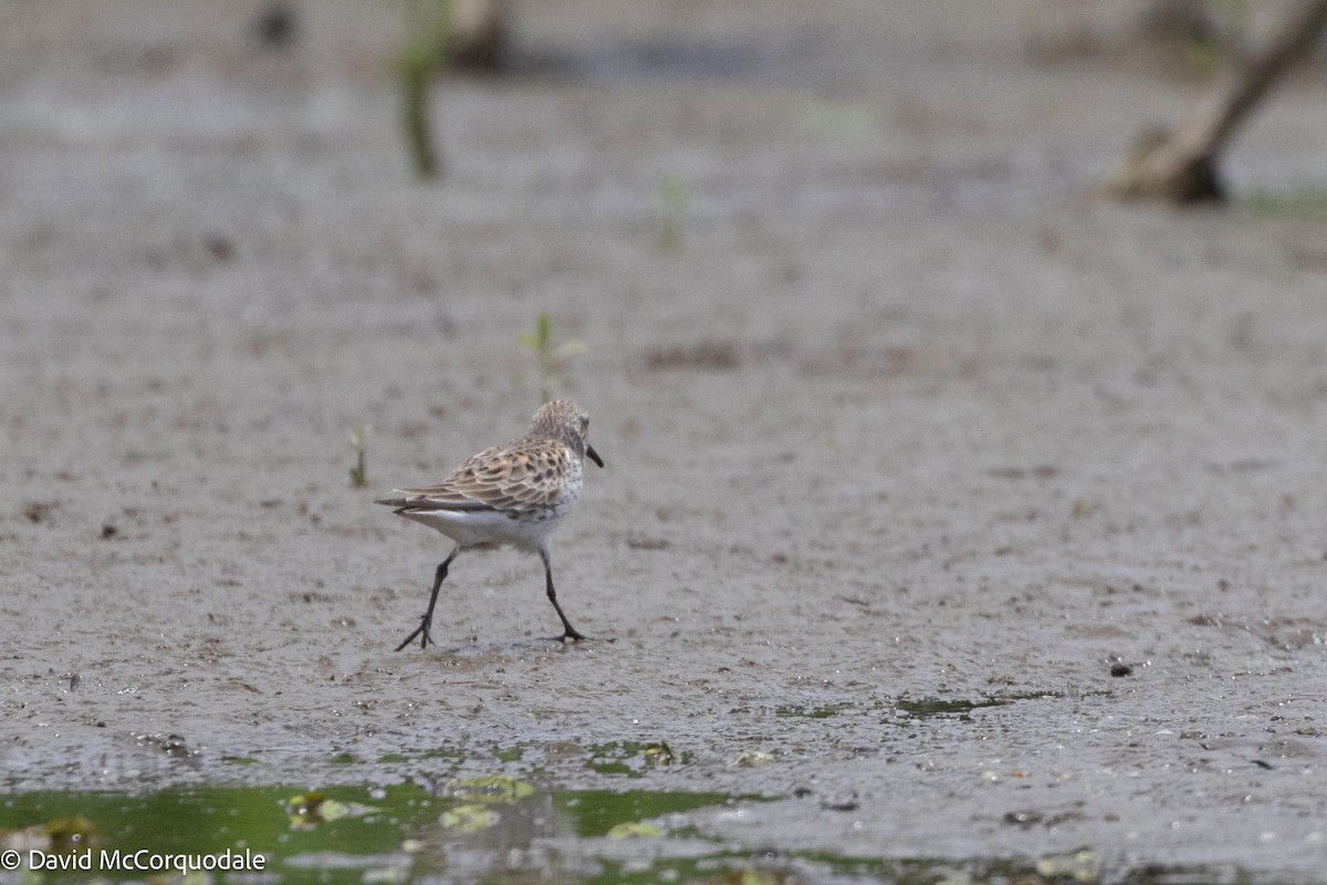 White-rumped Sandpiper - ML619718380