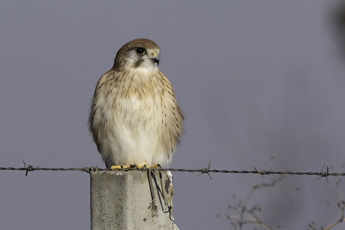 Nankeen Kestrel - ML619718392