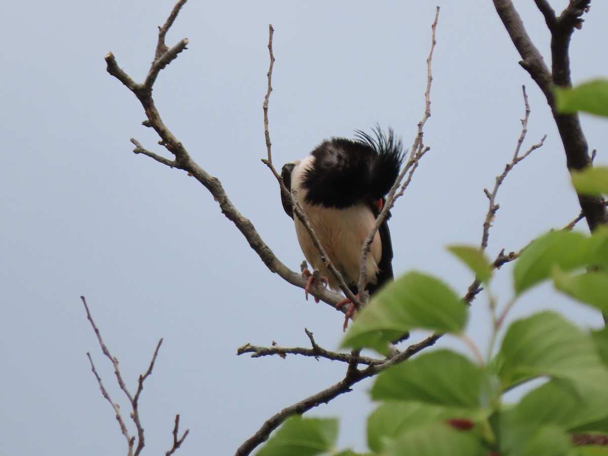 Rosy Starling - ML619718397