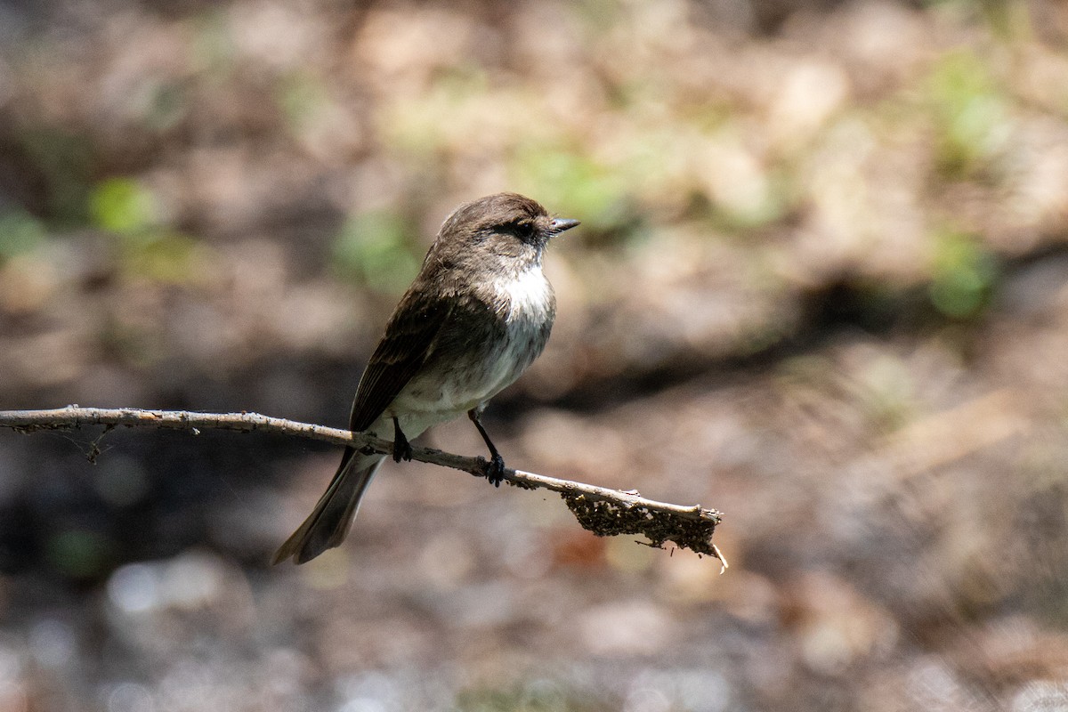 Eastern Phoebe - ML619718423