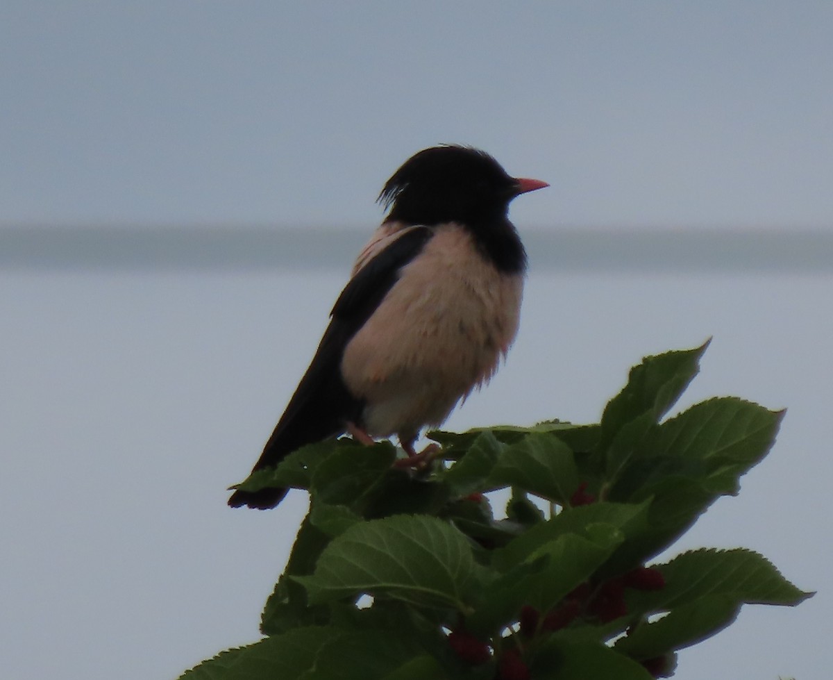 Rosy Starling - ML619718437