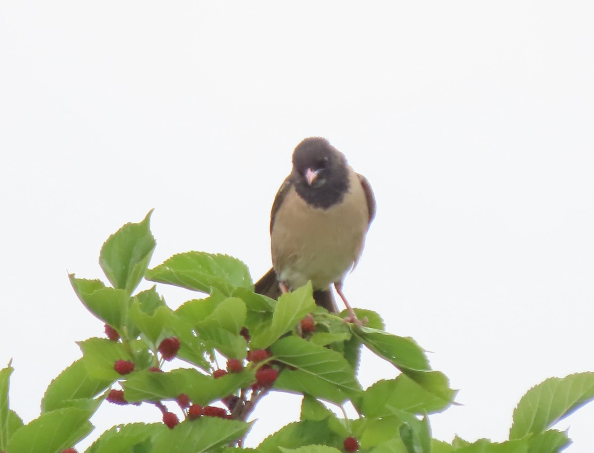 Rosy Starling - ML619718439