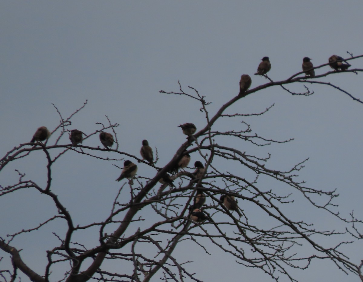 Rosy Starling - ML619718442