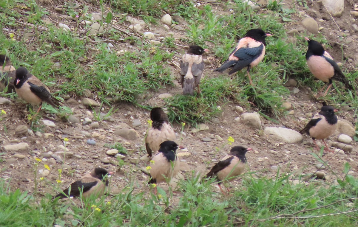 Rosy Starling - ML619718443