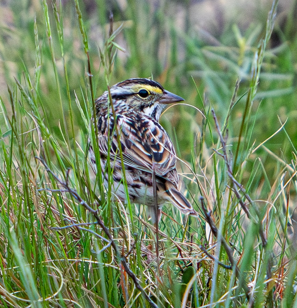 Savannah Sparrow - ML619718449