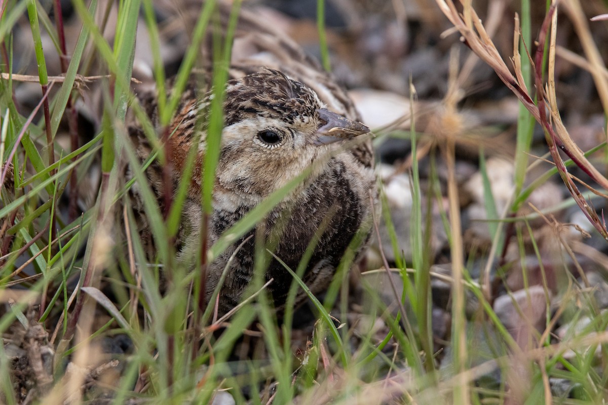 Chestnut-collared Longspur - ML619718473