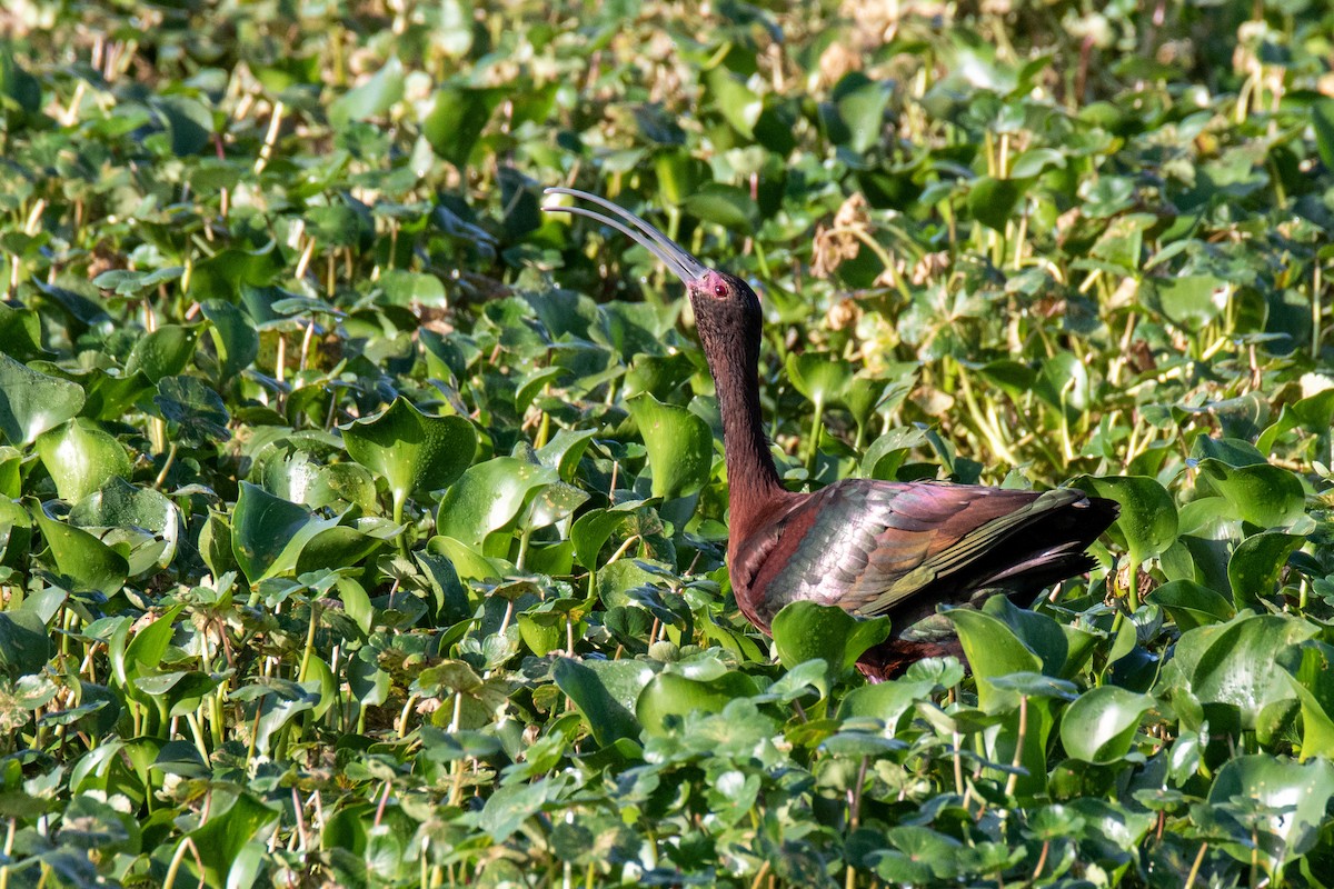 ibis americký - ML619718505