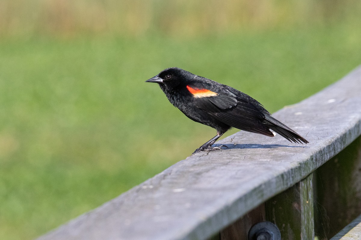 Red-winged Blackbird - ML619718514