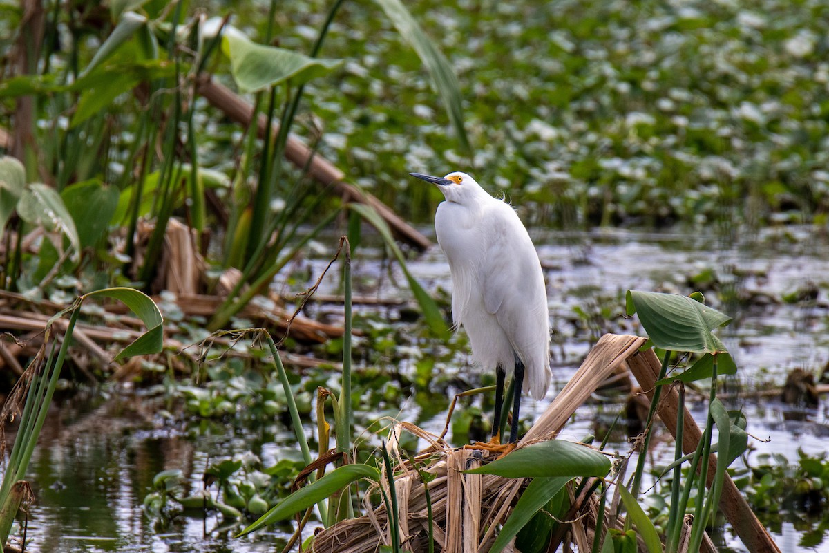 Snowy Egret - ML619718542