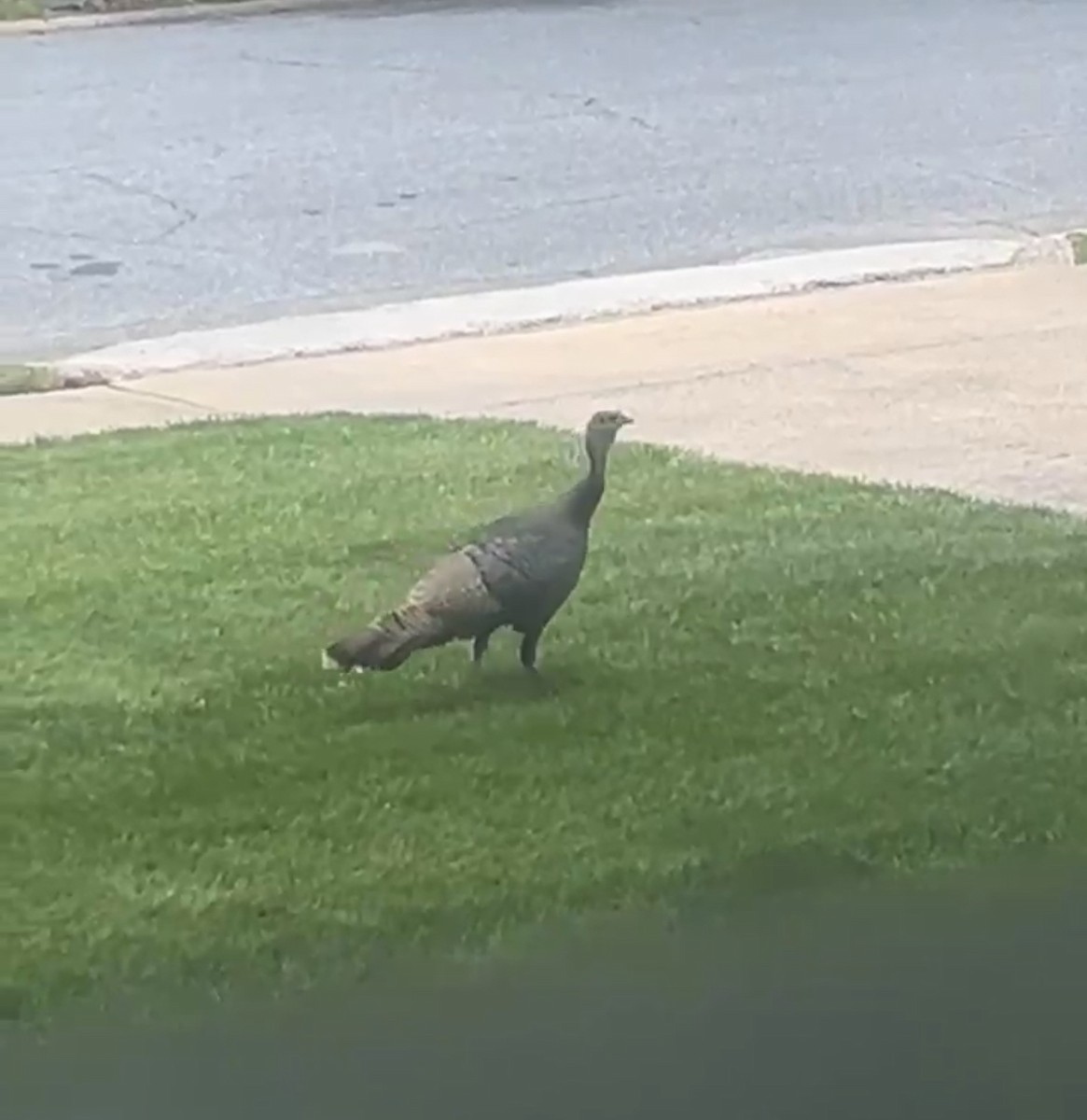 Indioilar arrunta - ML619718544