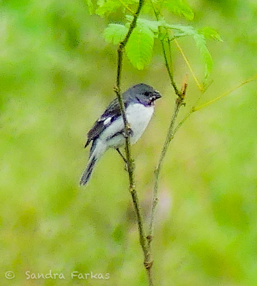 Chestnut-throated Seedeater - Sandra Farkas