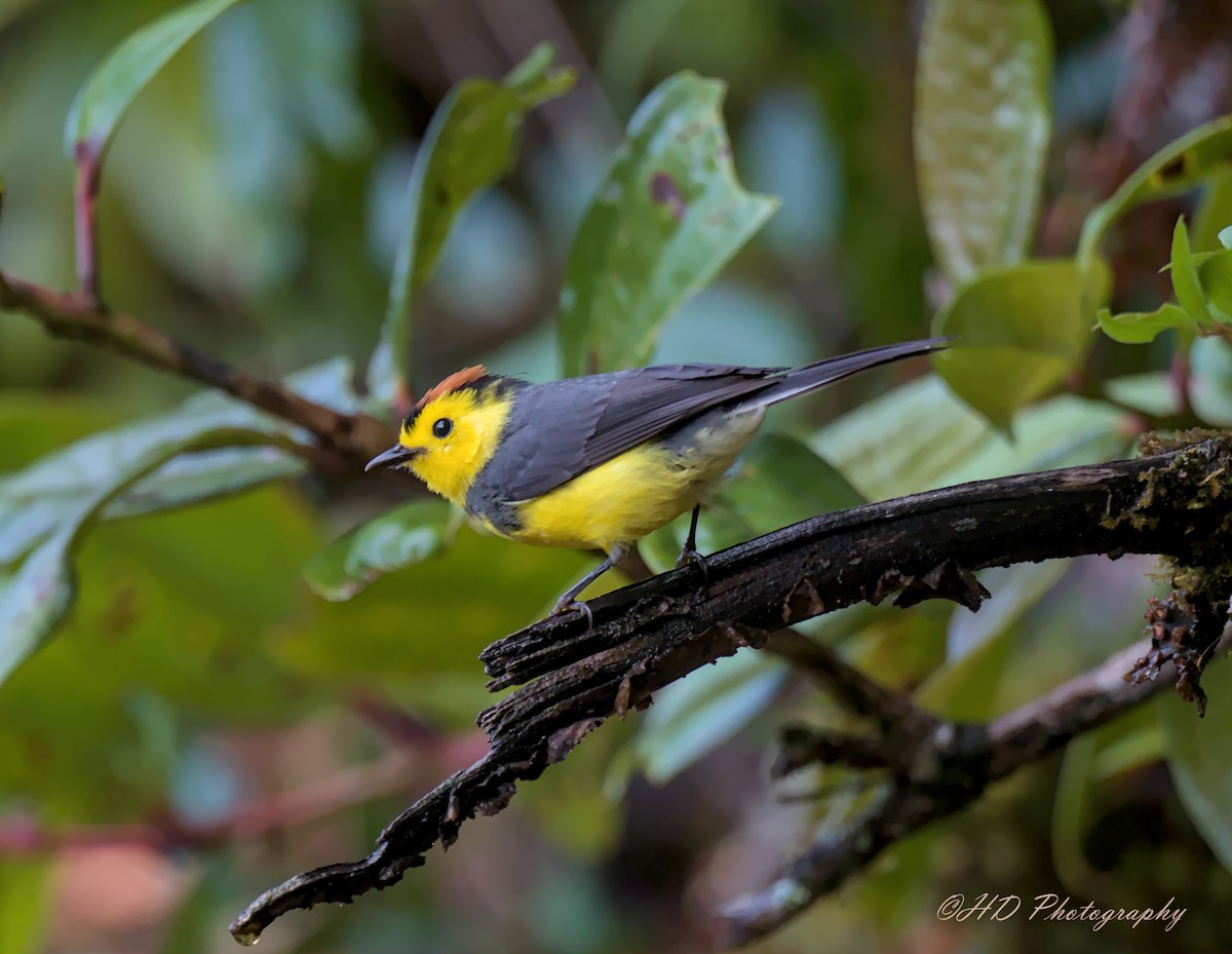 Collared Redstart - ML619718569