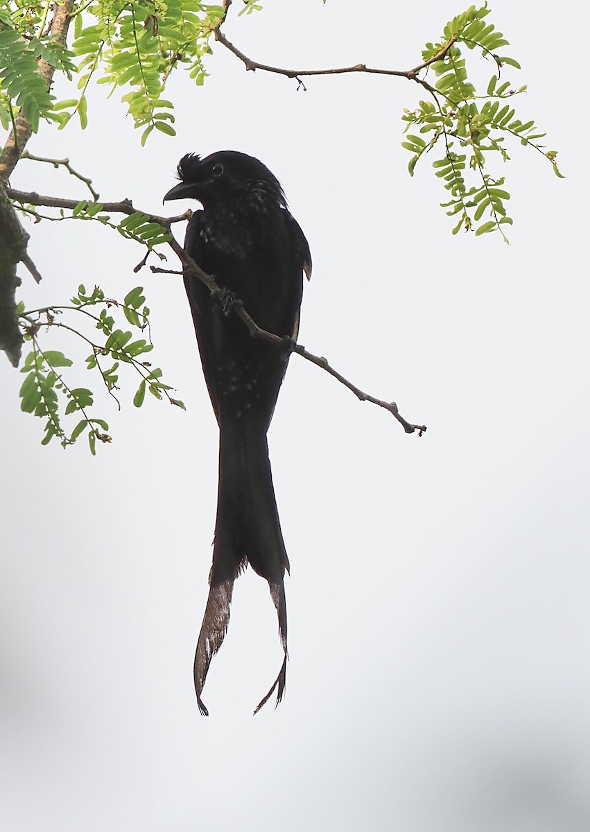 Greater Racket-tailed Drongo - 芳色 林