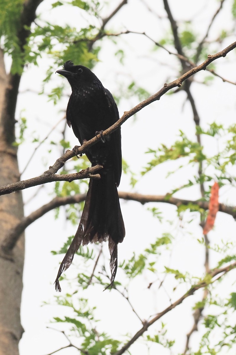 Greater Racket-tailed Drongo - ML619718588