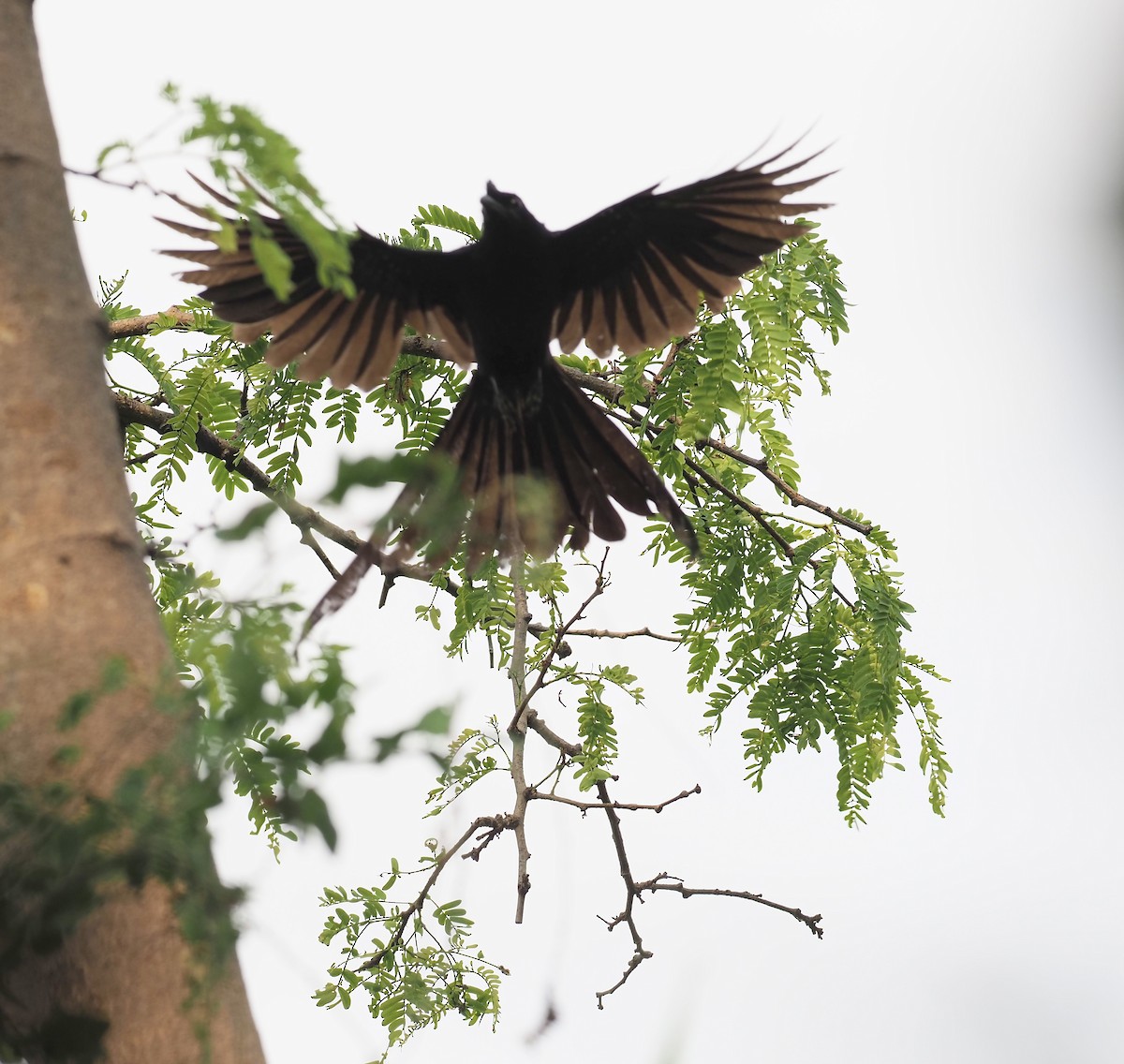 Greater Racket-tailed Drongo - ML619718591