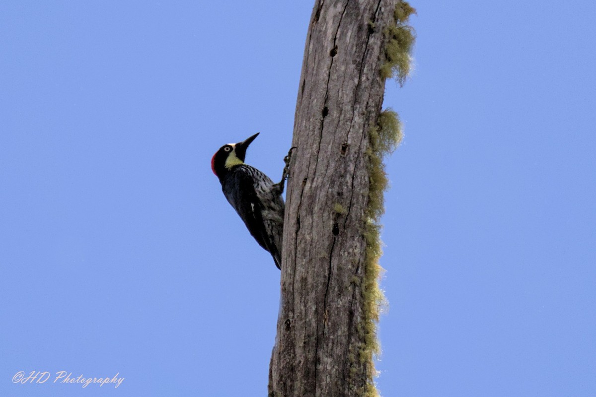 Acorn Woodpecker - ML619718603