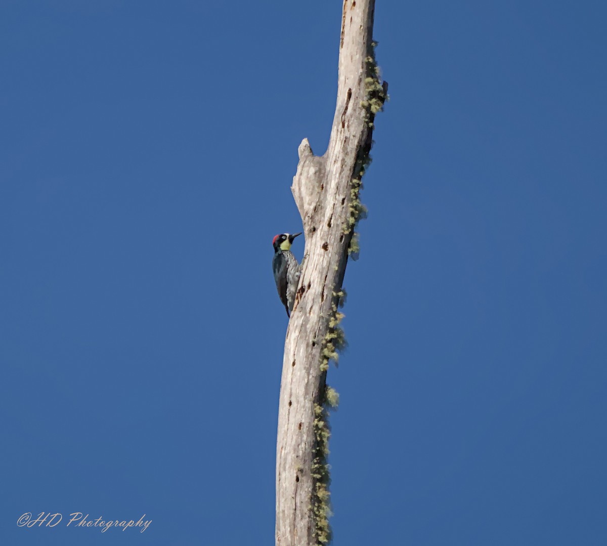 Acorn Woodpecker - ML619718604