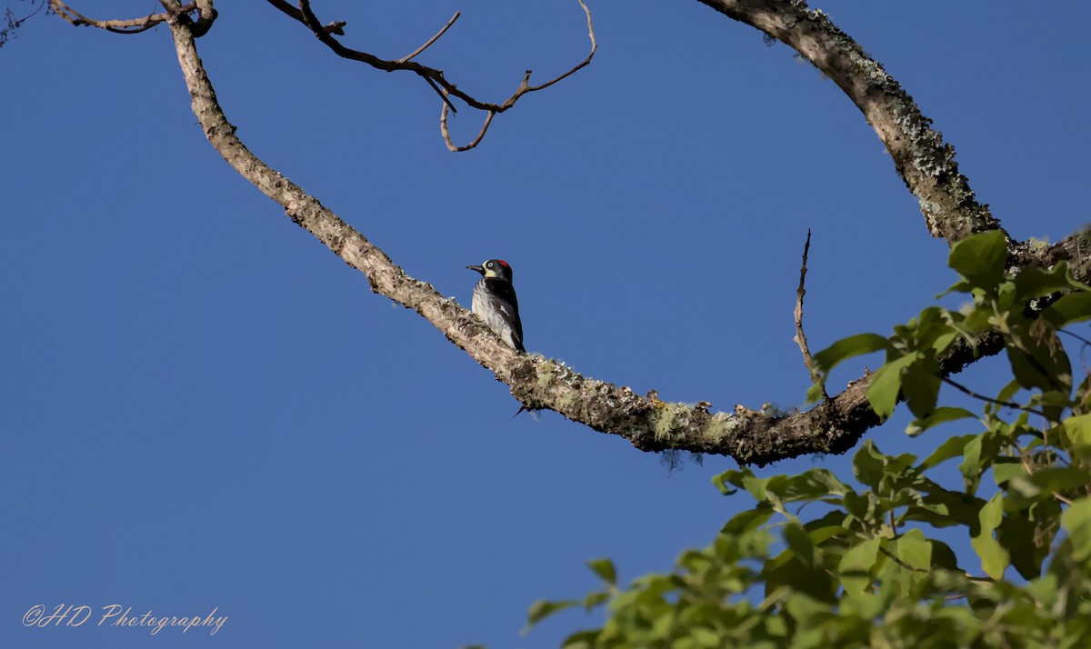 Acorn Woodpecker - ML619718605