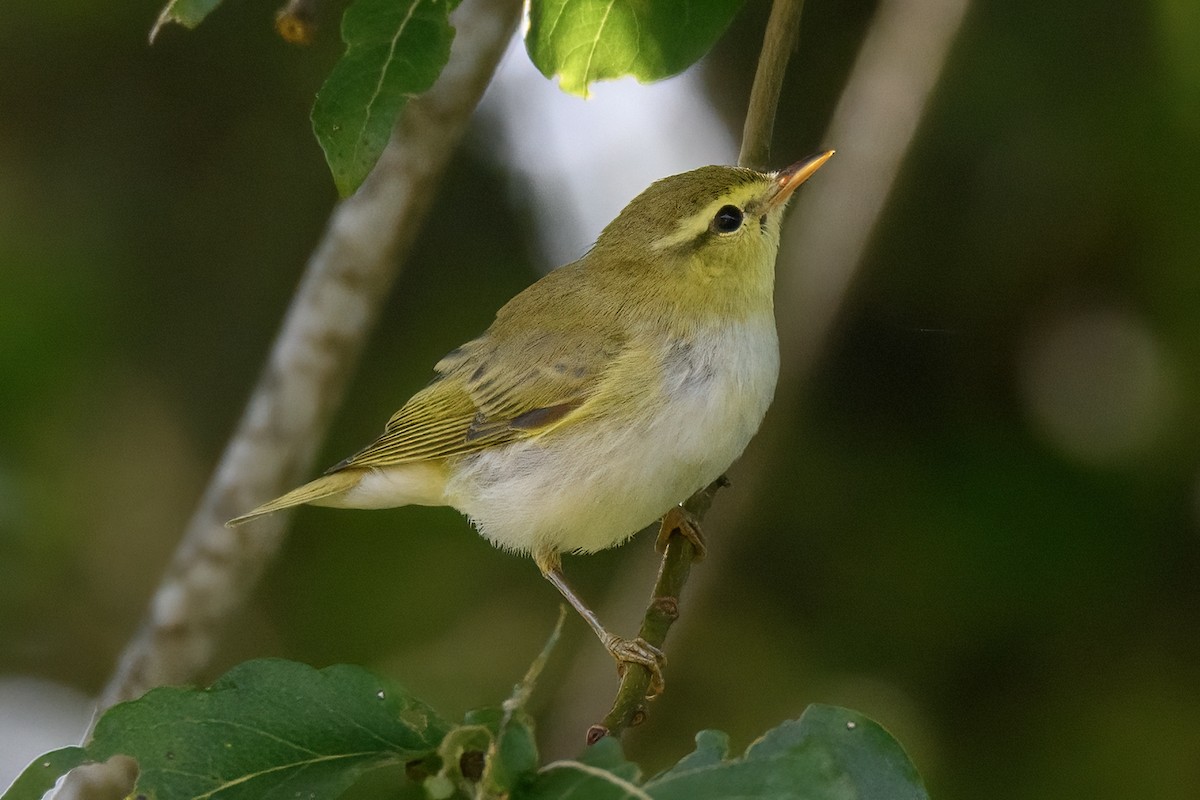 Wood Warbler - ML619718610