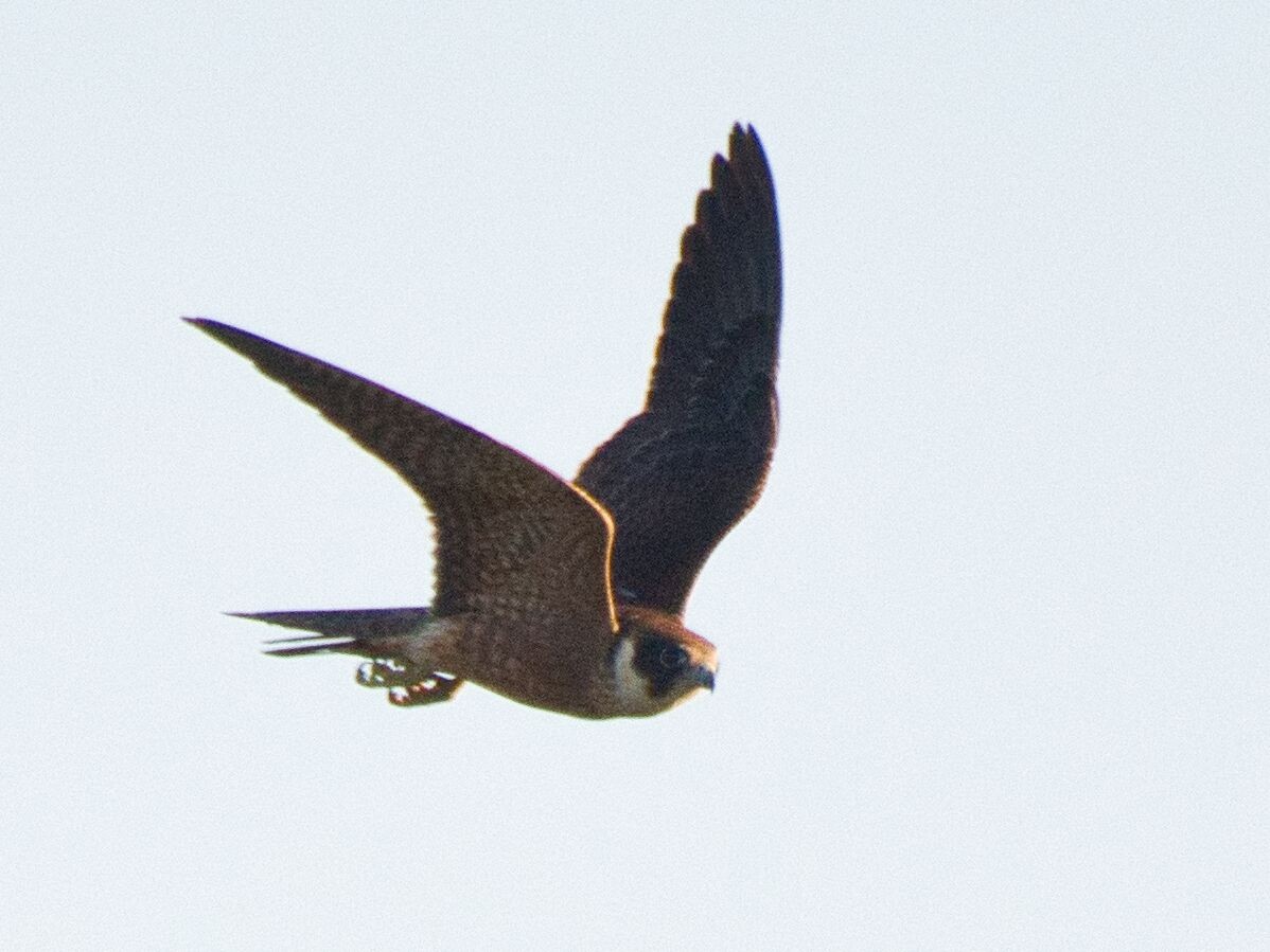 Australian Hobby - ML619718630