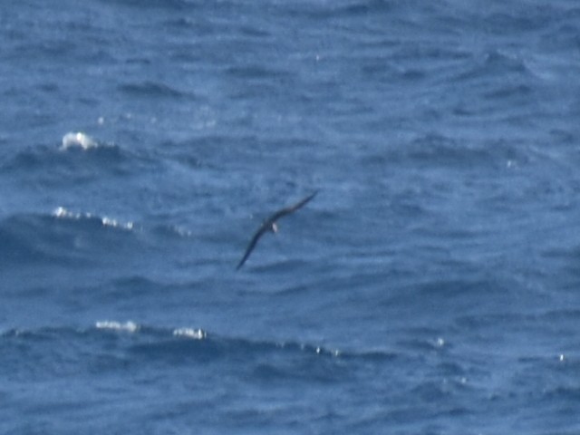 Procellariidae sp. (shearwater sp.) - ML619718649