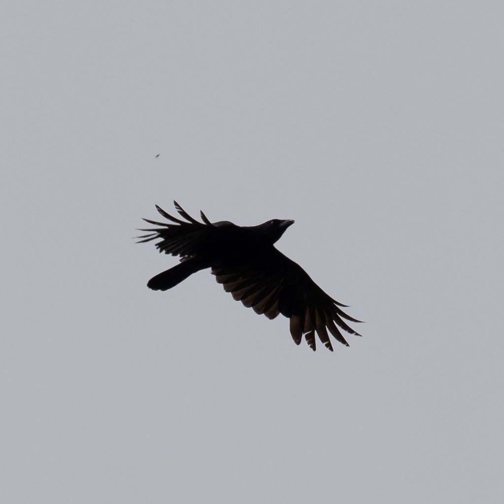 American Crow - ML619718652