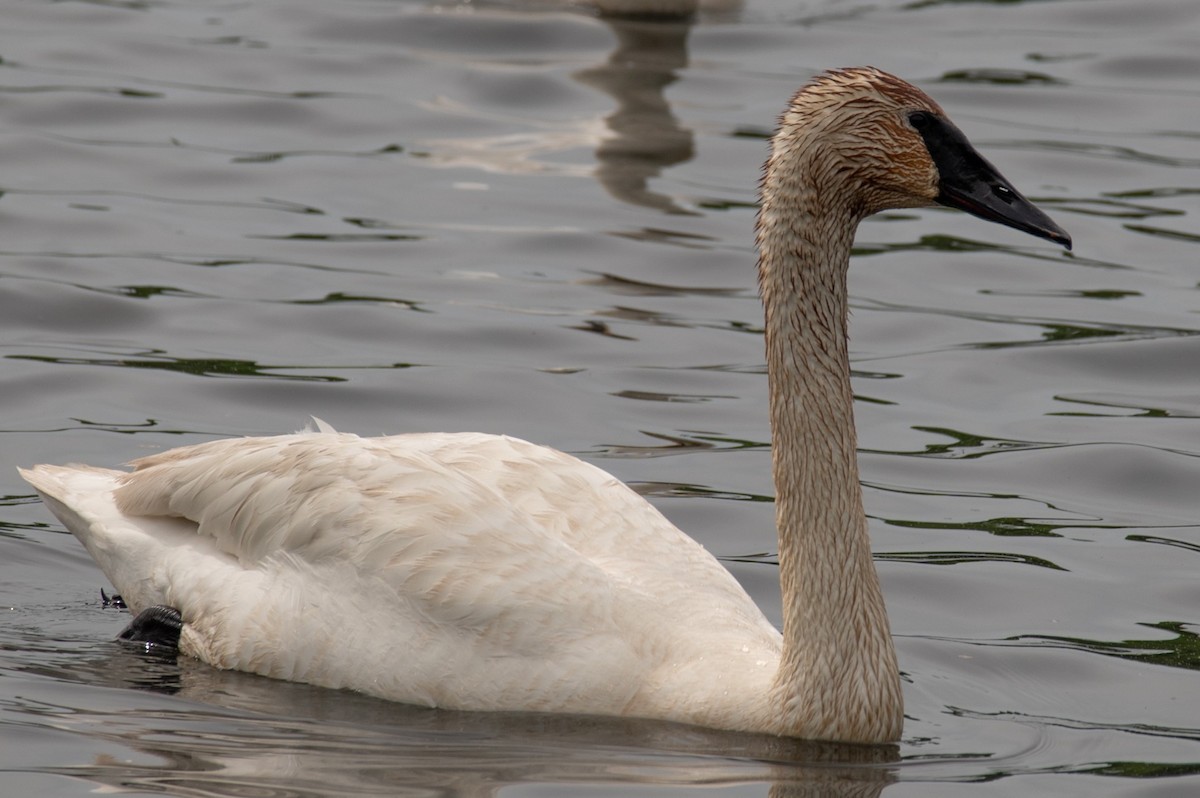 Trumpeter Swan - ML619718658