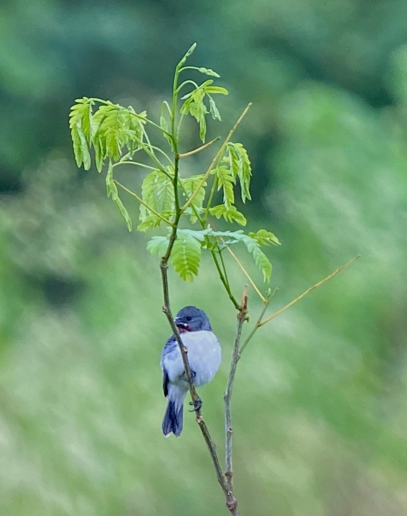 Chestnut-throated Seedeater - ML619718672