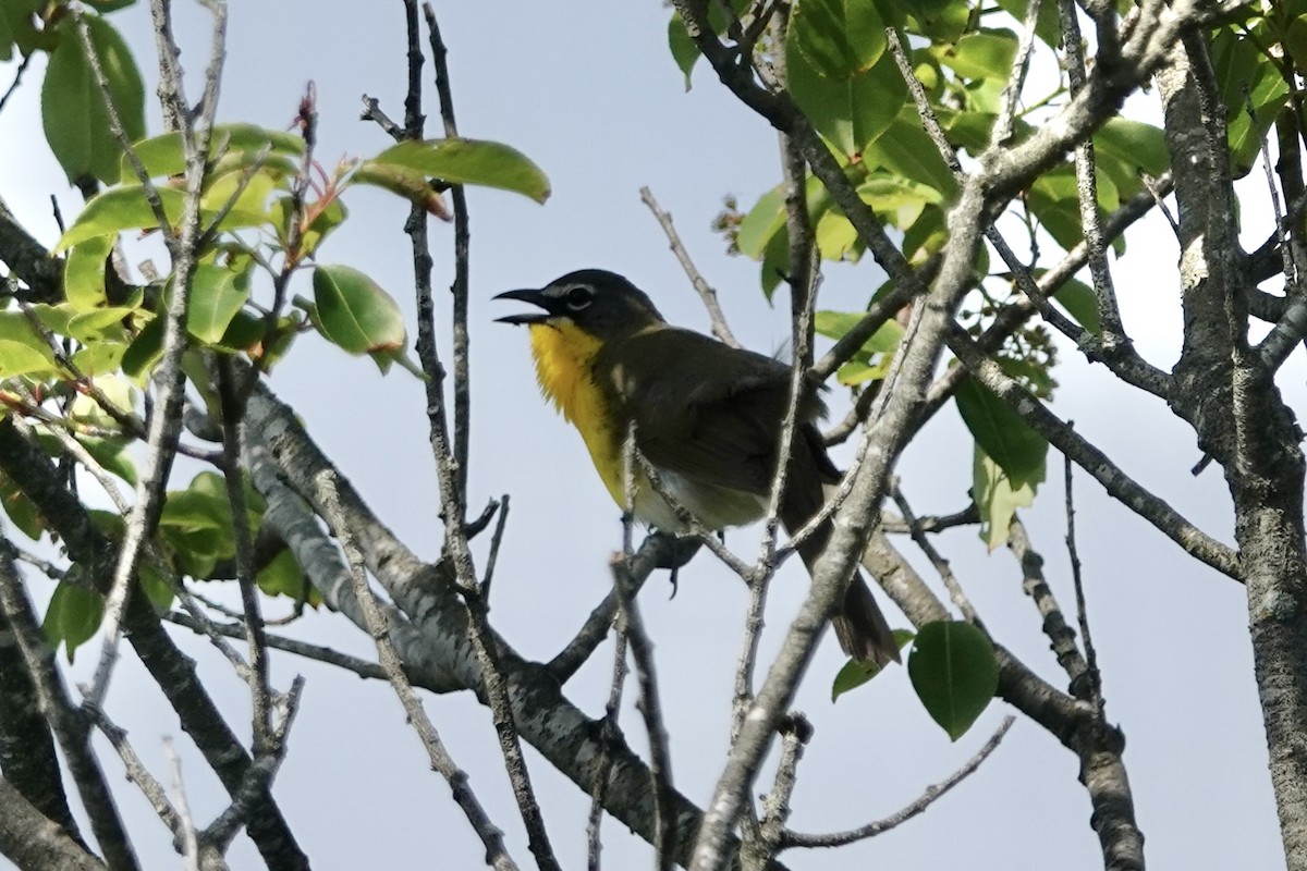 Yellow-breasted Chat - ML619718679